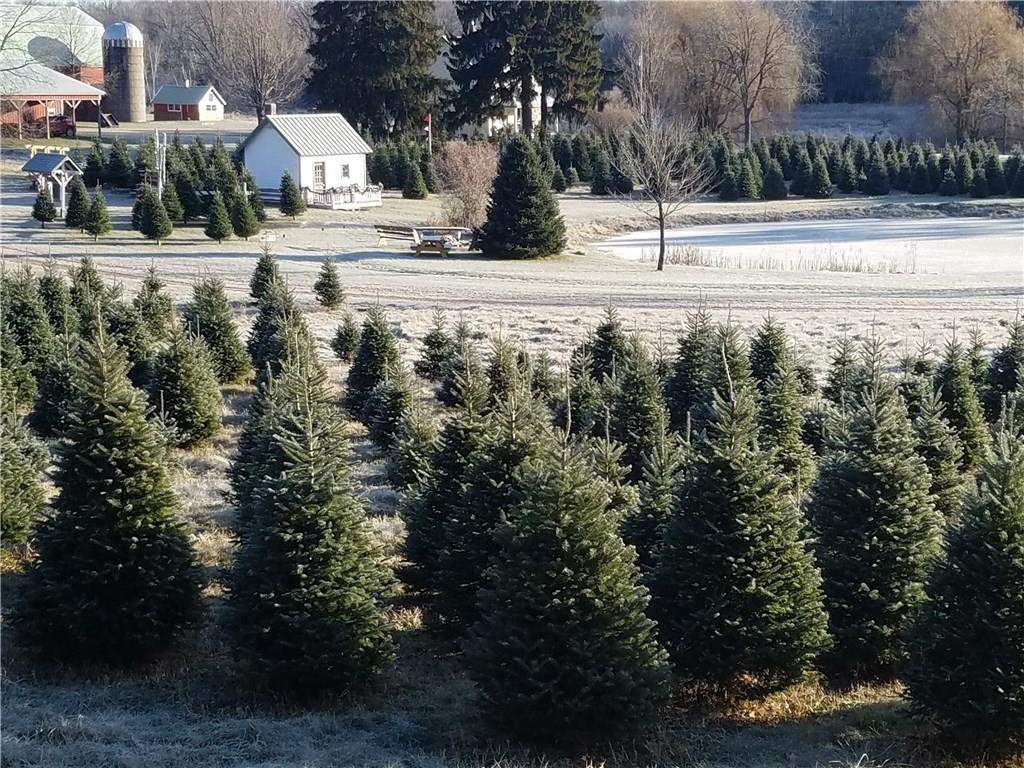 Snowshoe Valley Christmas Tree Farm | Almena Residential Property